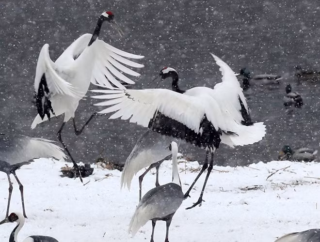 Phần lớn cơ thể của sếu gáy trắng có màu xám với một vệt trắng ở trên đầu và lớp lông viền cánh màu đen. Loài chim này có một điệu múa khá ấn tượng với những động tác nhảy và vỗ cánh thường được thực hiện trong mùa giao phối để thu hút bạn tình.