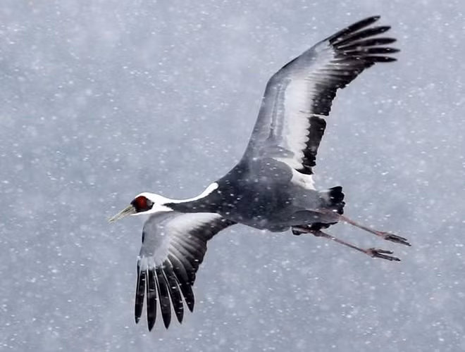 Với sải cánh lên tới 1,8-2,4m, sếu gáy trắng được xem là loài chim bay cao thứ hai trong thế giới loài chim (sau kền kền Ruppell) khi chúng có thể bay ở độ cao hơn 10.000m.