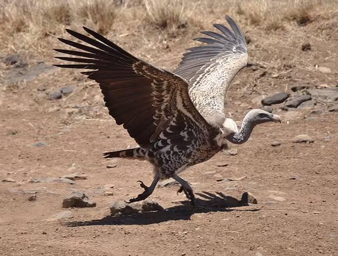 Hiện tại, loài này chỉ còn khoảng 30.000 cá thể sinh sống chủ yếu tại khu vực Sahel của Trung Phi. Nguyên nhân dẫn tới sự suy giảm số lượng của kền kền Ruppell là do mất môi trường sống, ngộ độc ngẫu nhiên và các yếu tố khác.