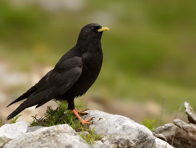 Quạ núi mỏ vàng là một loài chim thuộc họ Corvidae. Chúng phân bố chủ yếu ở Châu Âu, Bắc Phi, Trung Đông và Trung Á.
