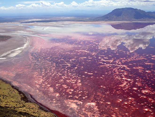 Chính vì những đặc điểm lý thú đó mà ngày càng có nhiều nhiếp ảnh gia đến tham quan hồ Natron với mục đích dựng lại xác ướp các con vật xấu số và ghi lại những bức ảnh sống động tựa như khi chúng còn sống.