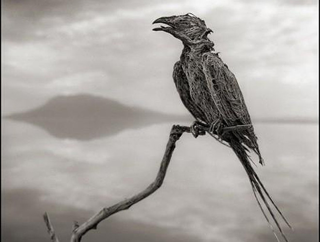 Mặt khác, do nồng độ muối ở hồ quá cao nên xác của những con vật bị rơi xuống hồ được bảo quản rất tốt, hình dáng của chúng được bọc trong những lớp xi măng bằng muối dày đặc trở thành những “bức tượng đá vôi”.