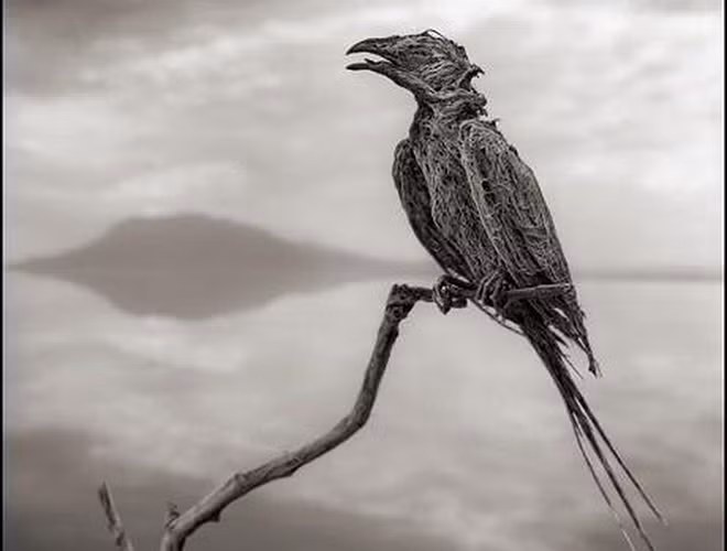 Mặt khác, do nồng độ muối ở hồ quá cao nên xác của những con vật bị rơi xuống hồ được bảo quản rất tốt, hình dáng của chúng được bọc trong những lớp xi măng bằng muối dày đặc trở thành những “bức tượng đá vôi”.