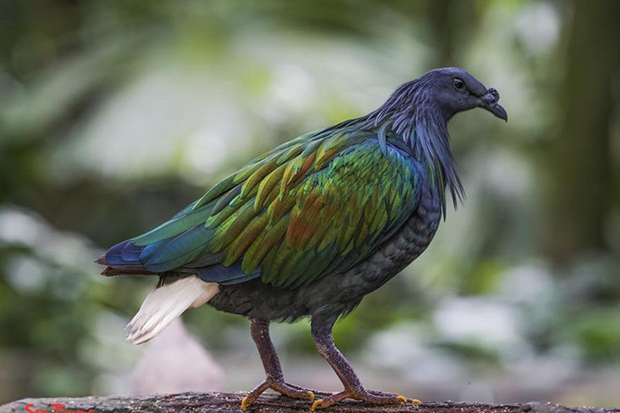 Theo lý giải của các nhà khoa học, sở dĩ những con chim bồ câu Nicobar có màu sắc rực rỡ hơn hẳn những con bồ chim bồ câu thông thường là do vị trí địa lý nơi chúng sinh sống chủ yếu. Sinh sống ở quần đảo nhỏ, nơi không có nhiều kẻ thù tự nhiên, chim bồ câu Nicobar có thể thoải mái khoác lên mình bộ cánh bắt mắt mà không sợ bị phát hiện.