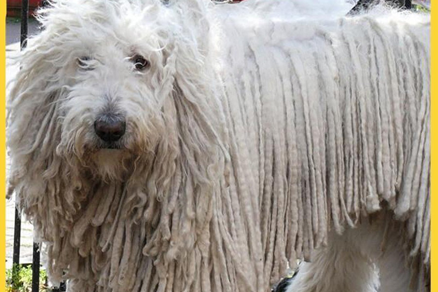Ngoài bộ lông "khủng", Komondor còn sở hữu sức khỏe phi thường cùng sự nhanh nhạy và dẻo dai. Người ta thường nuôi chó giẻ lau để bảo vệ đàn cừu khỏi sự tấn công của lũ sói hay gấu