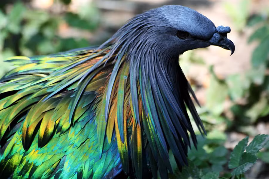 Loài bồ câu Nicobar có vẻ ngoài sặc sỡ như chim công này được tìm thấy tại các hòn đảo nhỏ và những vùng bờ biển tại quần đảo Nicobar, miền đông quần đảo Mã Lai và cả Solomon và Palau.