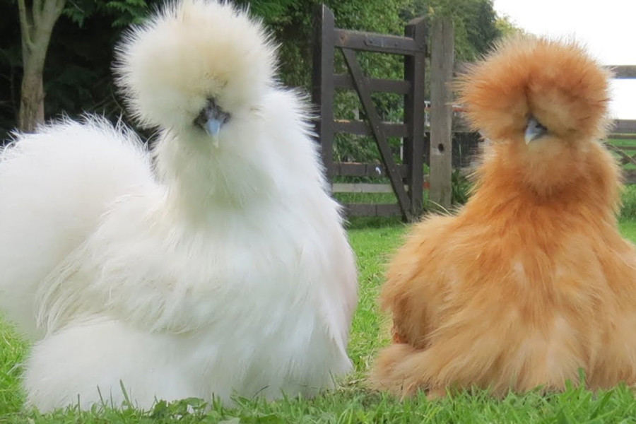 Gà Silkie là một trong những giống gà cảnh được yêu thích nhất hiện nay. Có xuất xứ từ Trung Quốc, gà Silkie được đưa đến châu Âu khoảng 200 năm trước đây. Chúng được các nhà động vật học ví von là loài lai giữa gà và thỏ.