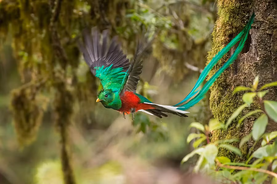 Trong suốt mùa giao phối, chim đực được tô điểm với hai chiếc lông đuôi dài đến 1m và bộ lông sặc sỡ sắc màu. Khác với chim đực, những con chim mái không có đuôi dài và màu sắc bớt rực rỡ hơn.