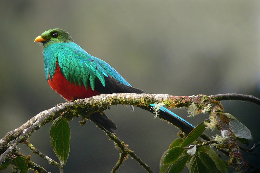 Chim đuôi seo rất sợ sự giam cầm. Chúng thà tự kết liễu đời mình còn hơn bị nhốt trong lồng hay xiềng xích. Vì thế, chúng trở thành biểu tượng của Guatemala, một quốc gia thuộc Trung Mỹ và cũng là hiện thân của một vị thần hùng mạnh trong thần thoại Maya cổ.