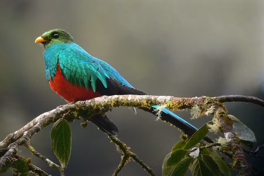 Chim đuôi seo rất sợ sự giam cầm. Chúng thà tự kết liễu đời mình còn hơn bị nhốt trong lồng hay xiềng xích. Vì thế, chúng trở thành biểu tượng của Guatemala, một quốc gia thuộc Trung Mỹ và cũng là hiện thân của một vị thần hùng mạnh trong thần thoại Maya cổ.