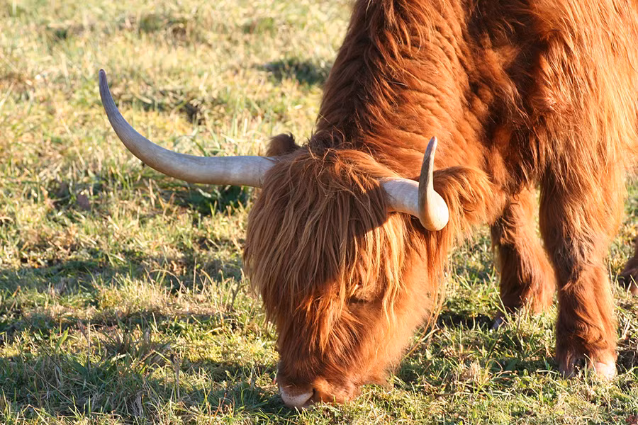 Bò cao nguyên Scotland được nuôi chủ yếu để lấy thịt, rất chất lượng vì chứa ít cholesterol. Trong khi đó, sữa của bò cao nguyên Scotland thường có hàm lượng bơ rất cao