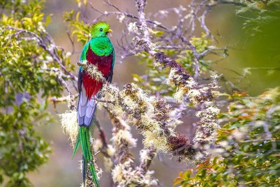 Chim đuôi seo (tên khoa học Pharamachrus mocinno) là một trong những loài chim sở hữu bộ lông đẹp nhất thế giới. Chúng thường sống ở vùng núi, rừng nhiệt đới Trung Mỹ. Thức ăn yêu thích là trái cây, côn trùng, thằn lằn và những loài sinh vật nhỏ khác.