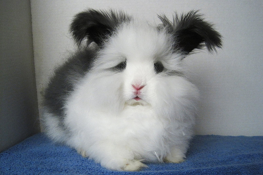 Thỏ Angora là một trong những loài động vật sở hữu bộ lông đặc biệt nhất thế giới.