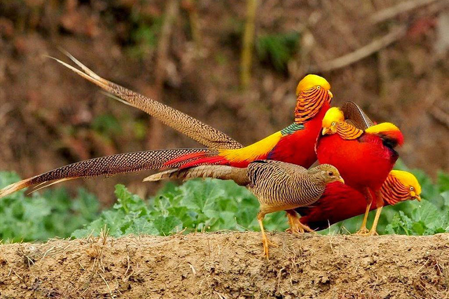 Chim trĩ vàng ít khi bay và thường dành phần lớn thời gian ở trên mặt đất để tìm kiếm thức ăn như hoa quả, hạt giống và côn trùng. Trĩ vàng tượng trưng cho sự may mắn và thịnh vượng.