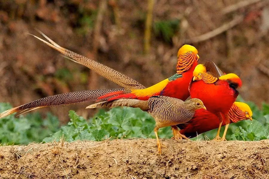 Chim trĩ vàng ít khi bay và thường dành phần lớn thời gian ở trên mặt đất để tìm kiếm thức ăn như hoa quả, hạt giống và côn trùng. Trĩ vàng tượng trưng cho sự may mắn và thịnh vượng.