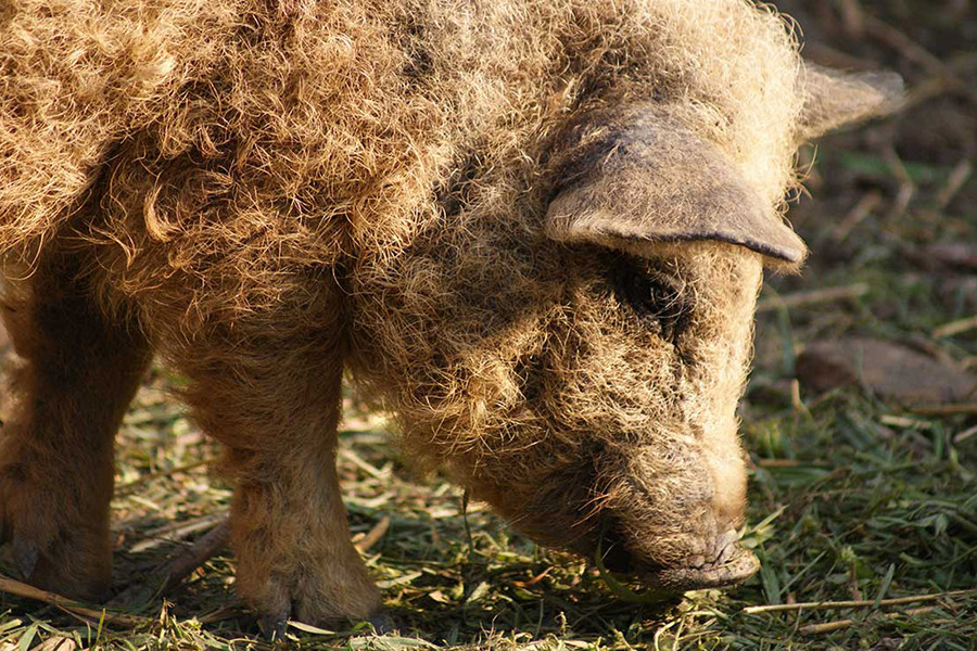 So với các loài lợn khác, lợn Mangalitsa sở hữu trí thông minh vượt trội. Do đó, chúng nổi tiếng là loài lợn có vẻ ngoài đáng yêu như cừu và thông minh như chó.