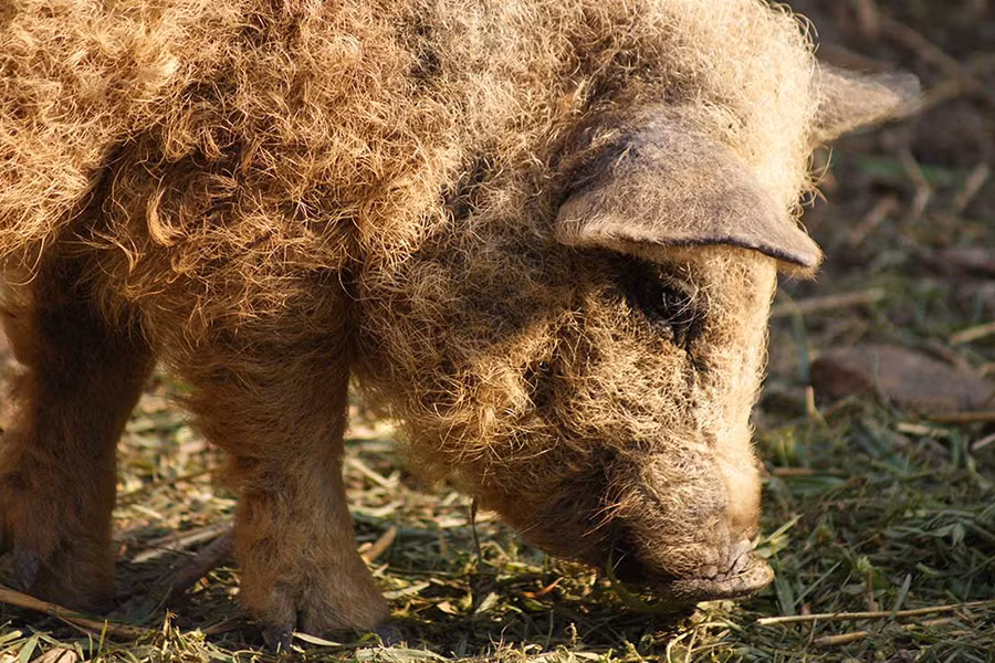 So với các loài lợn khác, lợn Mangalitsa sở hữu trí thông minh vượt trội. Do đó, chúng nổi tiếng là loài lợn có vẻ ngoài đáng yêu như cừu và thông minh như chó.