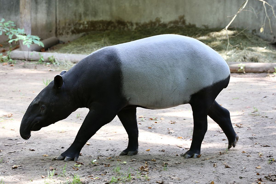 Đặc biệt, thị giác của lợn vòi rất kém, thậm chí mù lòa khi ra ánh nắng nhiều. Tuy nhiên, thính giác và khứu giác của loài lợn này lại phát triển khá mạnh.