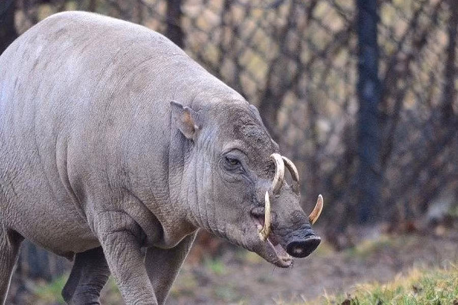 Loài lợn Babirusa không chỉ gây ấn tượng bởi hai chiếc răng nanh hàm dưới mọc dài, uốn cong như ngà voi, mà còn có hai răng hàm trước xuyên qua vòm miệng, cong vút.
