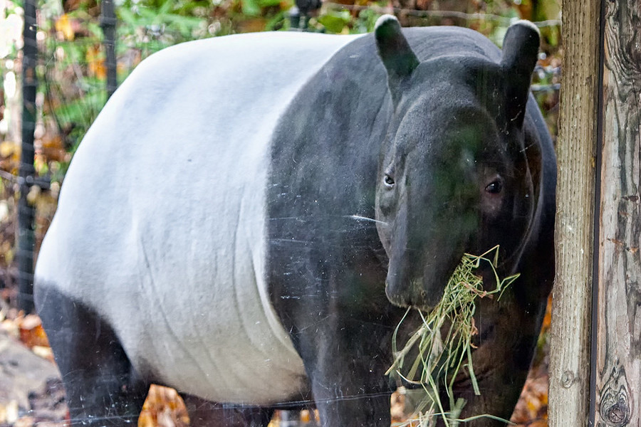 Lợn vòi là loài rất lớn trong họ nhà lợn. Chúng có chiều dài tới 2m, cao 1m, nặng tới 300kg, thậm chí là 500kg.
