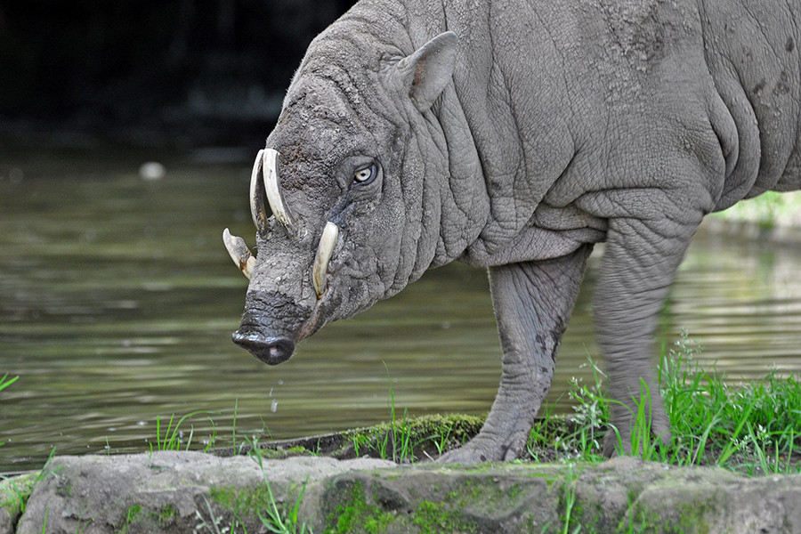 Điều thú vị là loài lợn này có tới 3 dạ dày. Do vậy, chúng còn được biết đến là loài thú nhai lại. Thức ăn yêu thích của chúng là lá, rễ, hoa quả và kể cả động vật. Bộ hàm mạnh mẽ của lợn Babirusa có dễ dàng cắn vỡ hạt cứng.