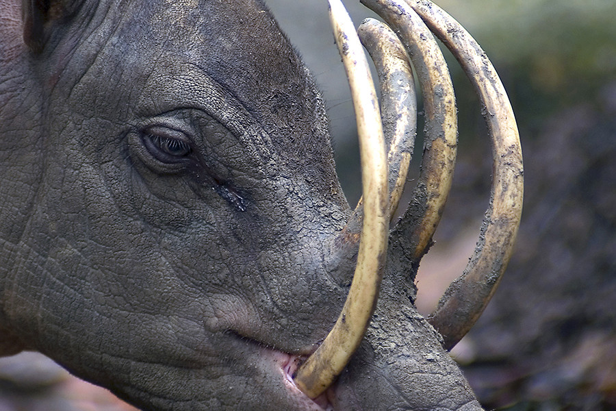 Những chiếc răng nanh mọc khác thường này có thể gây nguy hiểm cho sự sinh tồn của chính chúng. Những chiếc răng sẽ tiếp tục phát triển, thậm chí có thể uốn cong ngược trở lại và đâm thẳng vào não nếu những chú lợn Babirusa không tự mài đi những chiếc răng của mình.