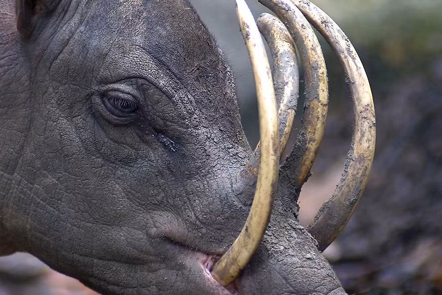 Những chiếc răng nanh mọc khác thường này có thể gây nguy hiểm cho sự sinh tồn của chính chúng. Những chiếc răng sẽ tiếp tục phát triển, thậm chí có thể uốn cong ngược trở lại và đâm thẳng vào não nếu những chú lợn Babirusa không tự mài đi những chiếc răng của mình.