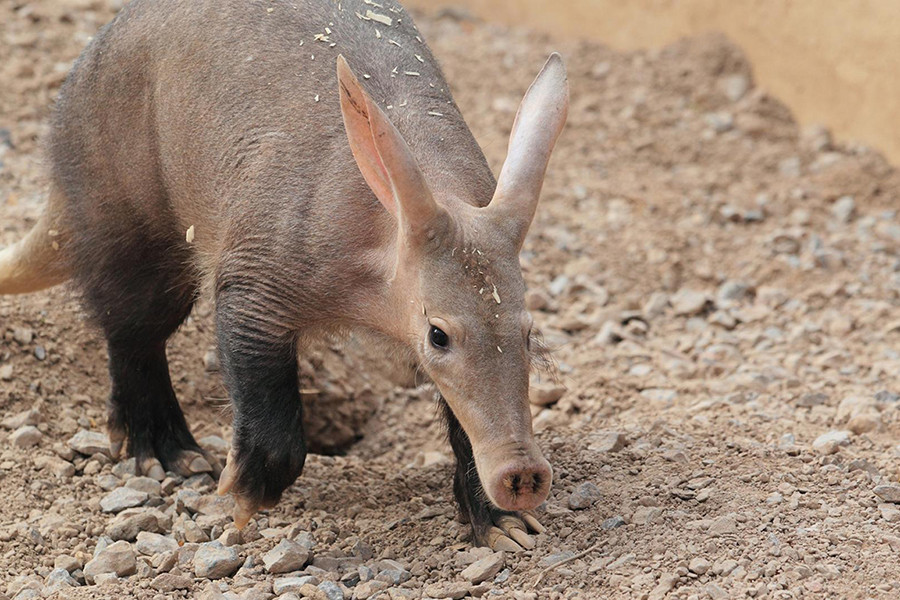 Rất ít người nhìn thấy lợn đất vì chúng đơn độc, chủ yếu hoạt động vào ban đêm và sống trong hang. Chúng sử dụng móng vuốt giống như thuổng của mình để đào hang, tìm kiến và mối để ăn.