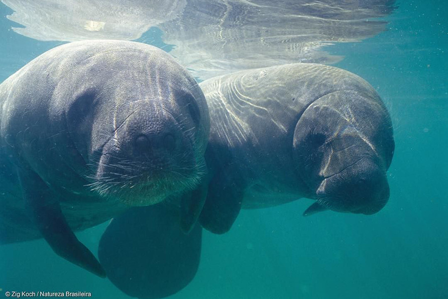 Lợn biển (tên khoa học Trichechus) là động vật có vú trong bộ Sirenia. Đây là động vật ăn thực vật và sống hoàn toàn dưới nước, chỉ ngoi lên mặt nước khi cần thở. Có 4 loài lợn biển còn tồn tại là lợn biển Amazon, lợn biển Tây Ấn, lợn biển Tây Phi và bò biển.