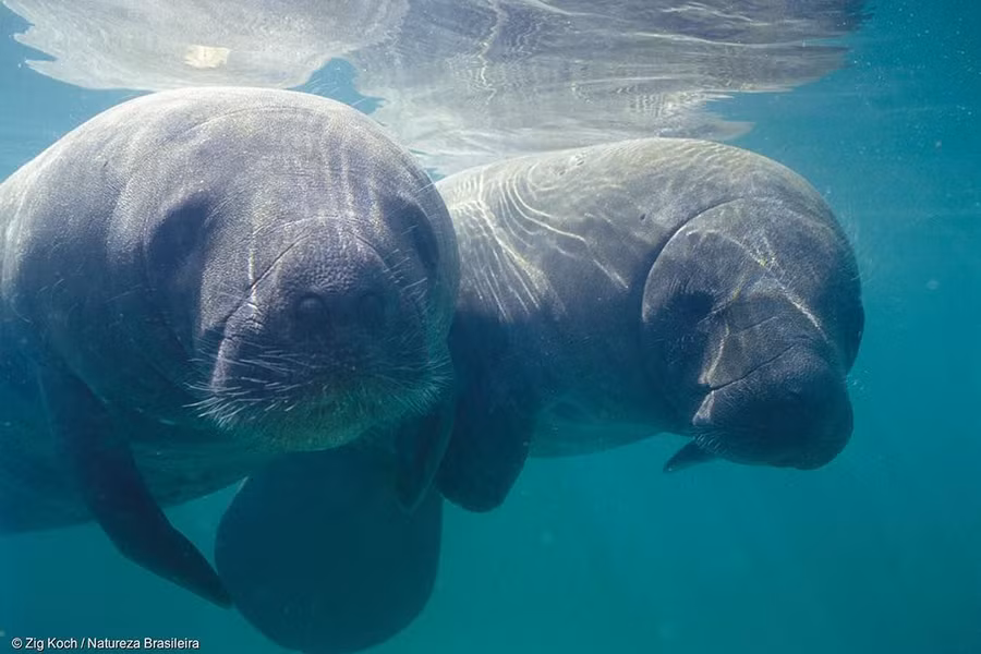 Lợn biển (tên khoa học Trichechus) là động vật có vú trong bộ Sirenia. Đây là động vật ăn thực vật và sống hoàn toàn dưới nước, chỉ ngoi lên mặt nước khi cần thở. Có 4 loài lợn biển còn tồn tại là lợn biển Amazon, lợn biển Tây Ấn, lợn biển Tây Phi và bò biển.