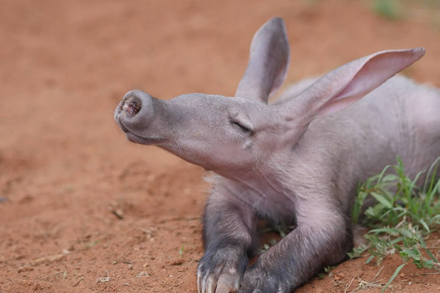 Với chiếc mõm dài giống heo, đôi tai thỏ và đuôi giống kangaroo, lợn đất châu Phi được xem là loài động vật có hình dáng "kỳ dị" nhất thế giới