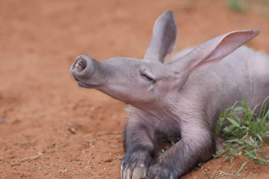 Với chiếc mõm dài giống heo, đôi tai thỏ và đuôi giống kangaroo, lợn đất châu Phi được xem là loài động vật có hình dáng "kỳ dị" nhất thế giới