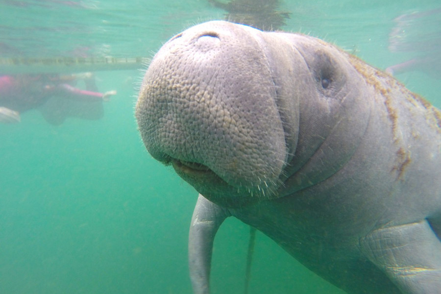 Phần đuôi của lợn biển có tác dụng rất lớn trong việc bơi lội. Khi trưởng thành, những con lợn biển có thể nặng tới hơn 589 kg, dài hơn 3m.