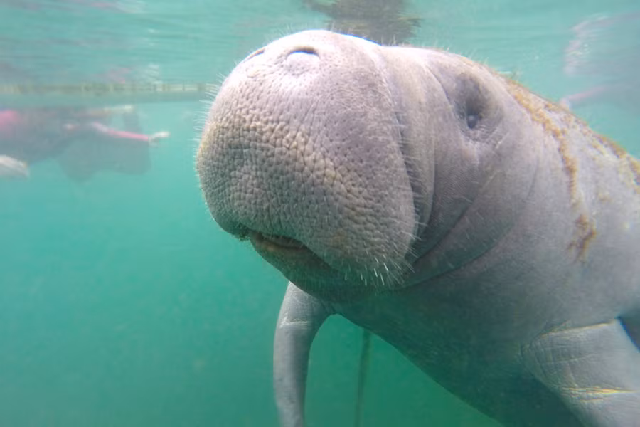 Phần đuôi của lợn biển có tác dụng rất lớn trong việc bơi lội. Khi trưởng thành, những con lợn biển có thể nặng tới hơn 589 kg, dài hơn 3m.