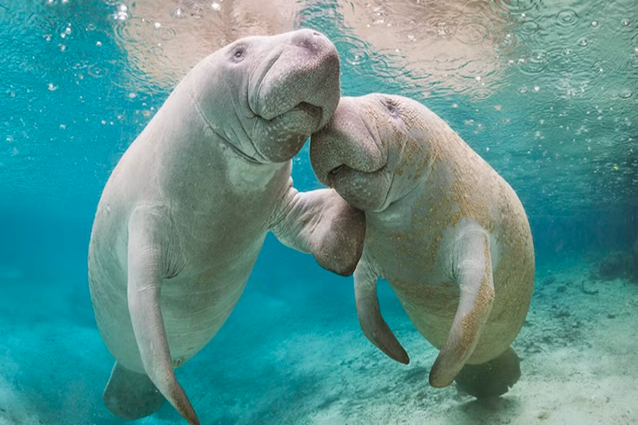 Vẻ ngoài kỳ lạ của một cặp lợn biển.