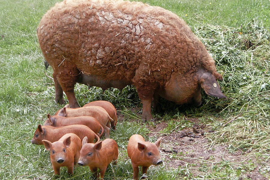 Giống lợn Mangalitsa có nhiều màu lông khác nhau như vàng, vàng nhạt hay hung đỏ...