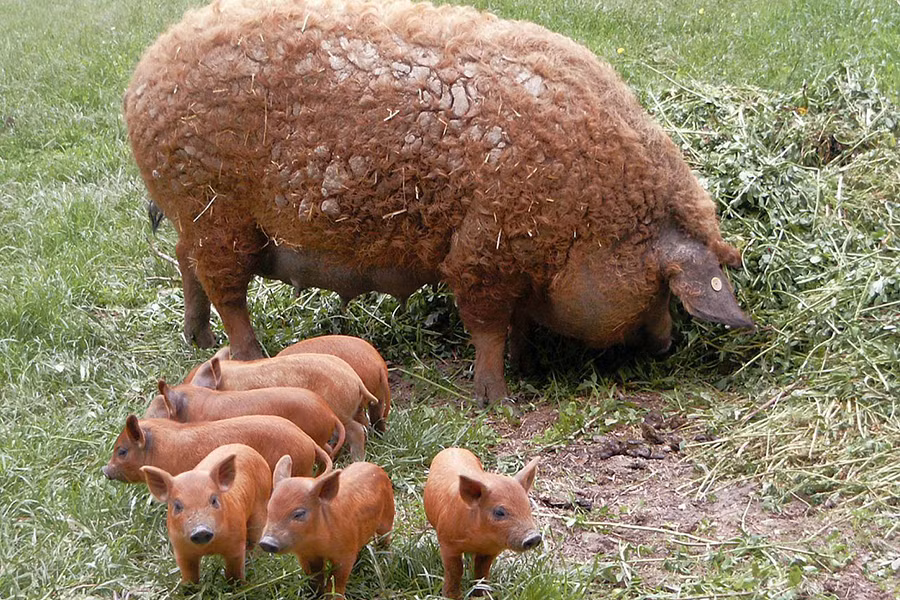 Giống lợn Mangalitsa có nhiều màu lông khác nhau như vàng, vàng nhạt hay hung đỏ...