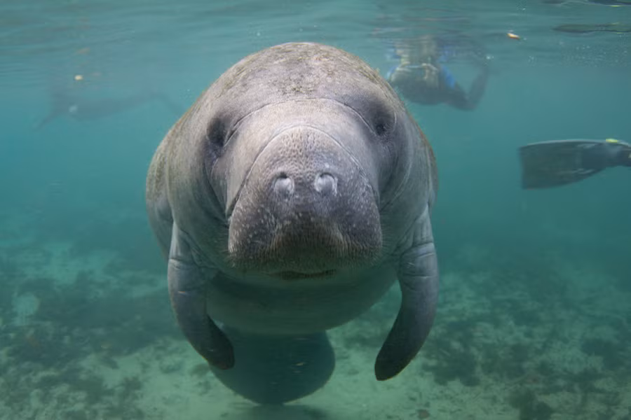 Phần nhiều thời gian, lợn biển tiêu tốn vào việc ăn cỏ, rong rêu trong vùng nước nông, Với bản tính hiền lành, chậm chạp, không gây nguy hiểm cho con người, lợn biển còn được mệnh danh là những "gã khổng lồ dịu dàng" dưới đáy đại dương.