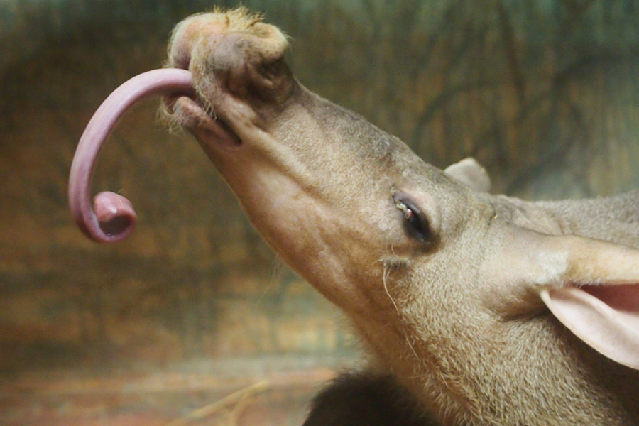 Đặc biệt, chiếc lưỡi dài và dính là công cụ giúp lợn đất châu Phi bắt kiến, mối rất hiệu quả. Da của lợn đất rất dày, giúp chúng tránh bị côn trùng cắn.