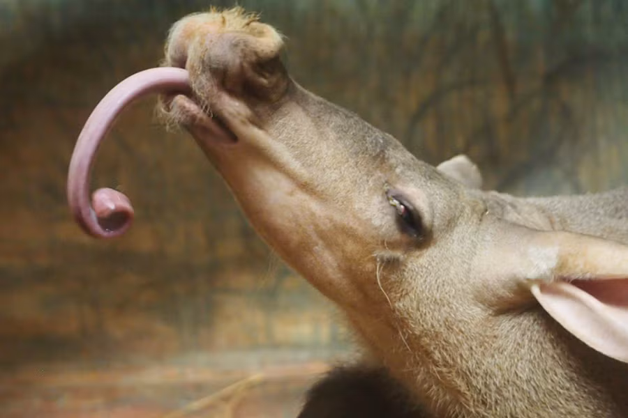 Đặc biệt, chiếc lưỡi dài và dính là công cụ giúp lợn đất châu Phi bắt kiến, mối rất hiệu quả. Da của lợn đất rất dày, giúp chúng tránh bị côn trùng cắn.