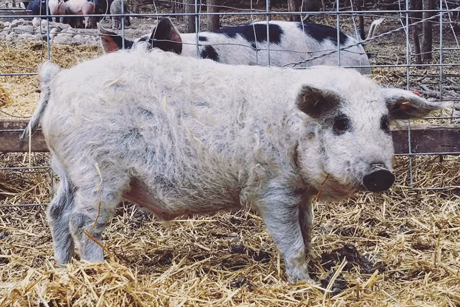 So với các loài lợn khác, lợn Mangalitsa sở hữu trí thông minh vượt trội. Do đó, chúng nổi tiếng là loài lợn có vẻ ngoài đáng yêu như cừu và thông minh như chó.