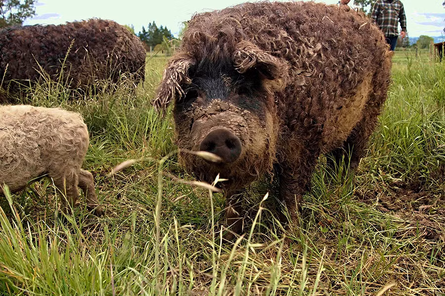 Mangalitsa hay Mangalica là một giống lợn hiếm có nguồn gốc ở Hungary. Điểm đặc biệt của loài lợn này là lớp lông dày, dài, xù xì bao phủ khắp cơ thể như lông cừu.