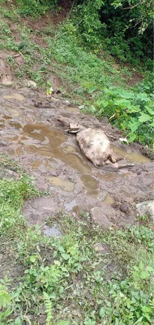 Voi rung khong lo dap phat chet luon trau nha o Son La keu cuu-Hinh-4