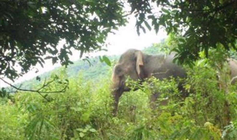 Voi rung khong lo dap phat chet luon trau nha o Son La keu cuu