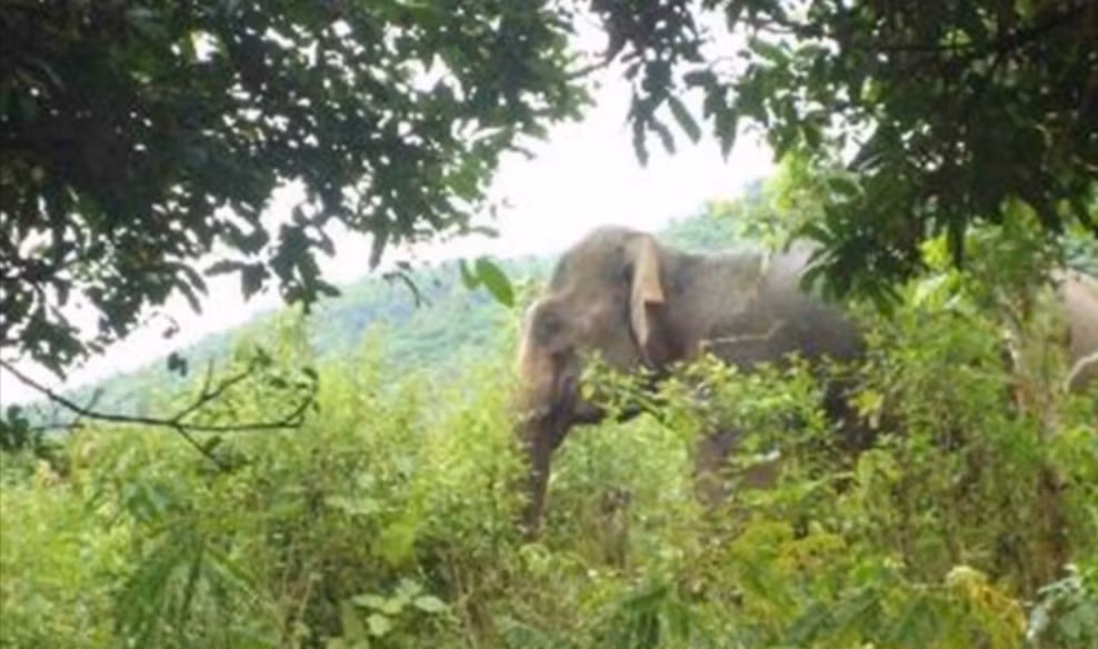 Voi rung khong lo dap phat chet luon trau nha o Son La keu cuu