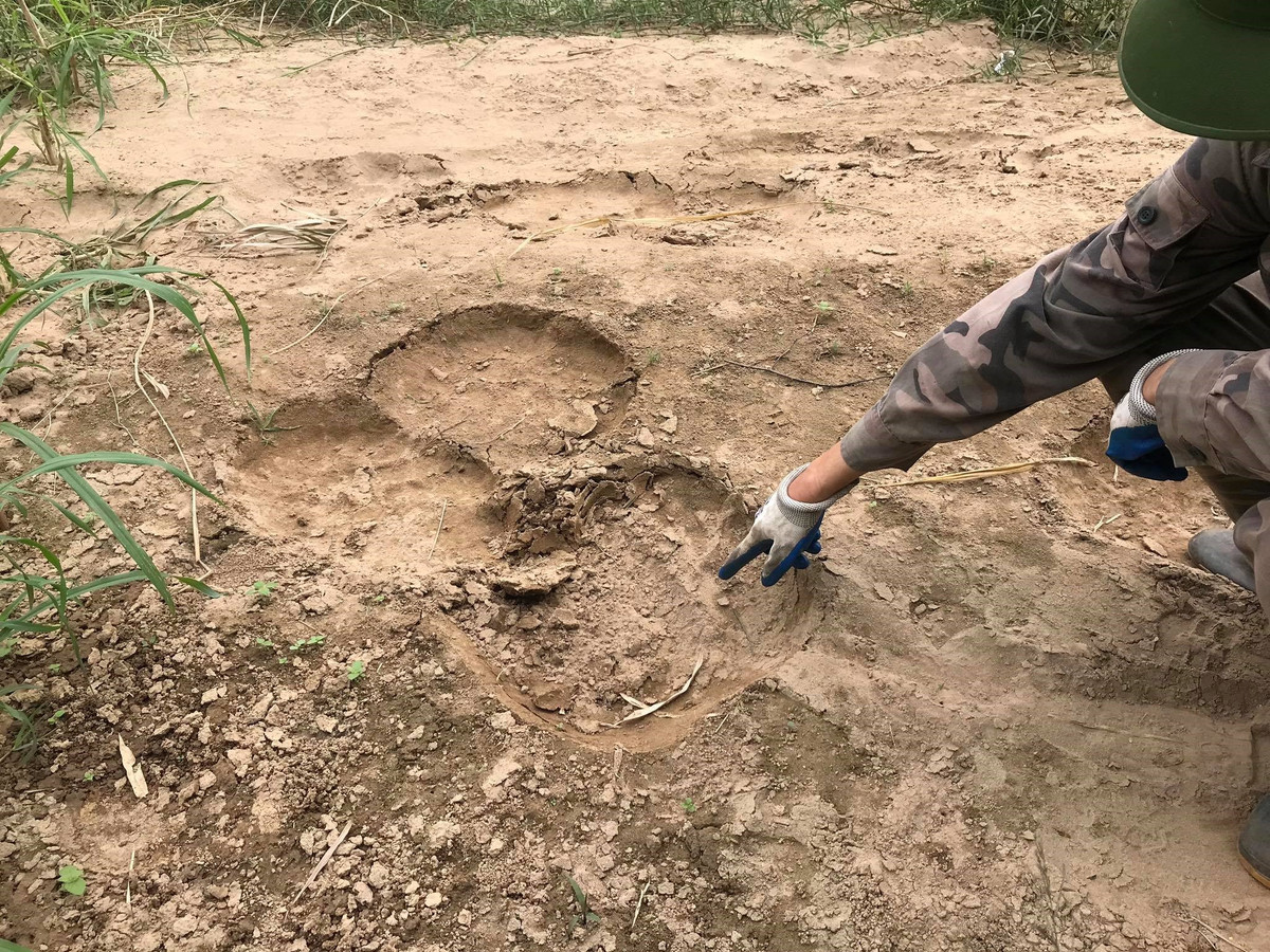 Voi rung khong lo dap phat chet luon trau nha o Son La keu cuu-Hinh-5