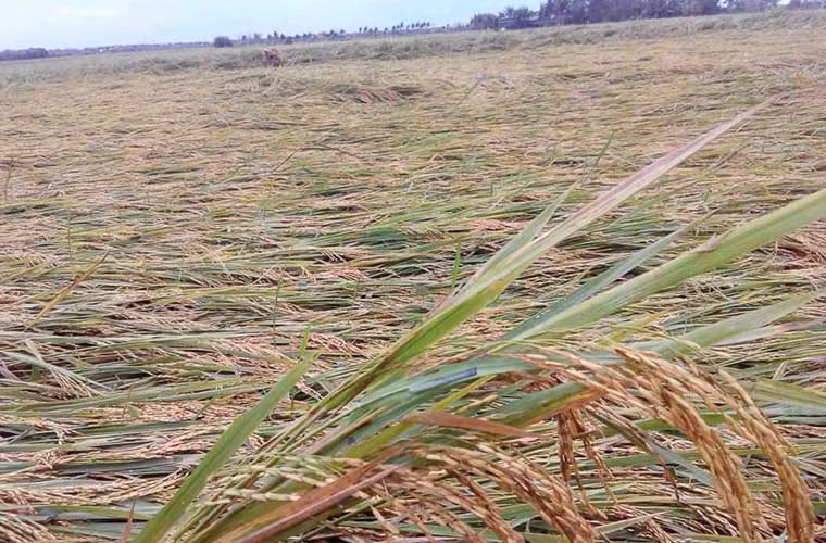 Lúa đổ rạp trên các cánh đồng.