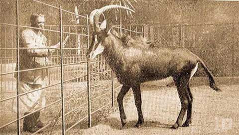 5. Linh dương Hippotragus Leucophaeus. Linh dương hoẵng lam có nguồn gốc Nam Phi với bộ lông xanh rực đẹp mê hoặc, lấy vỏ cây làm thức ăn. Chúng là một trong những động vật sống có tổ chức xã hội, thích nghi tốt, di chuyển nhanh.