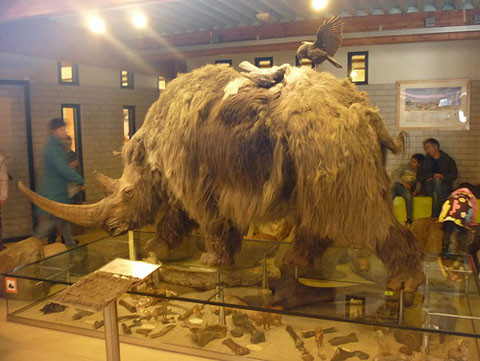 6. Tê giác Coelodonta Antiquitatis. Hóa thạch loài tê giác to lớn, bộ lông xù xì có tuổi thọ 3,6 triệu năm được tìm thấy ở châu Á, châu Âu, Tây Tạng và Bắc Phi. Chiếc sừng của chúng ban đầu bị nhầm lẫn là móng vuốt khổng lồ của chim cổ đại.