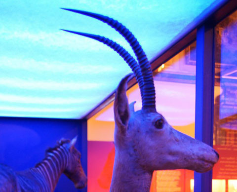 Số lượng cá thể loài linh dương này ngày càng giảm sút đáng kể từ 2000 năm trước cho đến cuối thế kỷ 18. Sự biến đổi khí hậu, săn bắn, bệnh tật và sự du nhập của các loài vật ngoại lai là những nguyên nhân đẩy Linh dương hoẵng lam đến bờ vực tuyệt chủng.